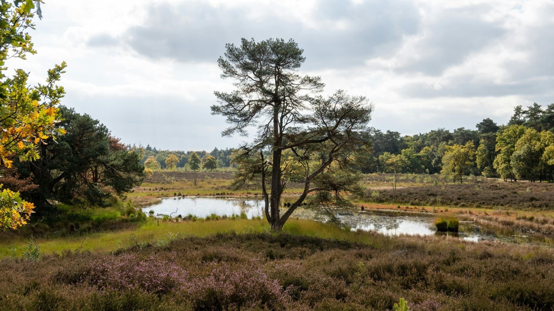 Loonse en Drunense Duinen
