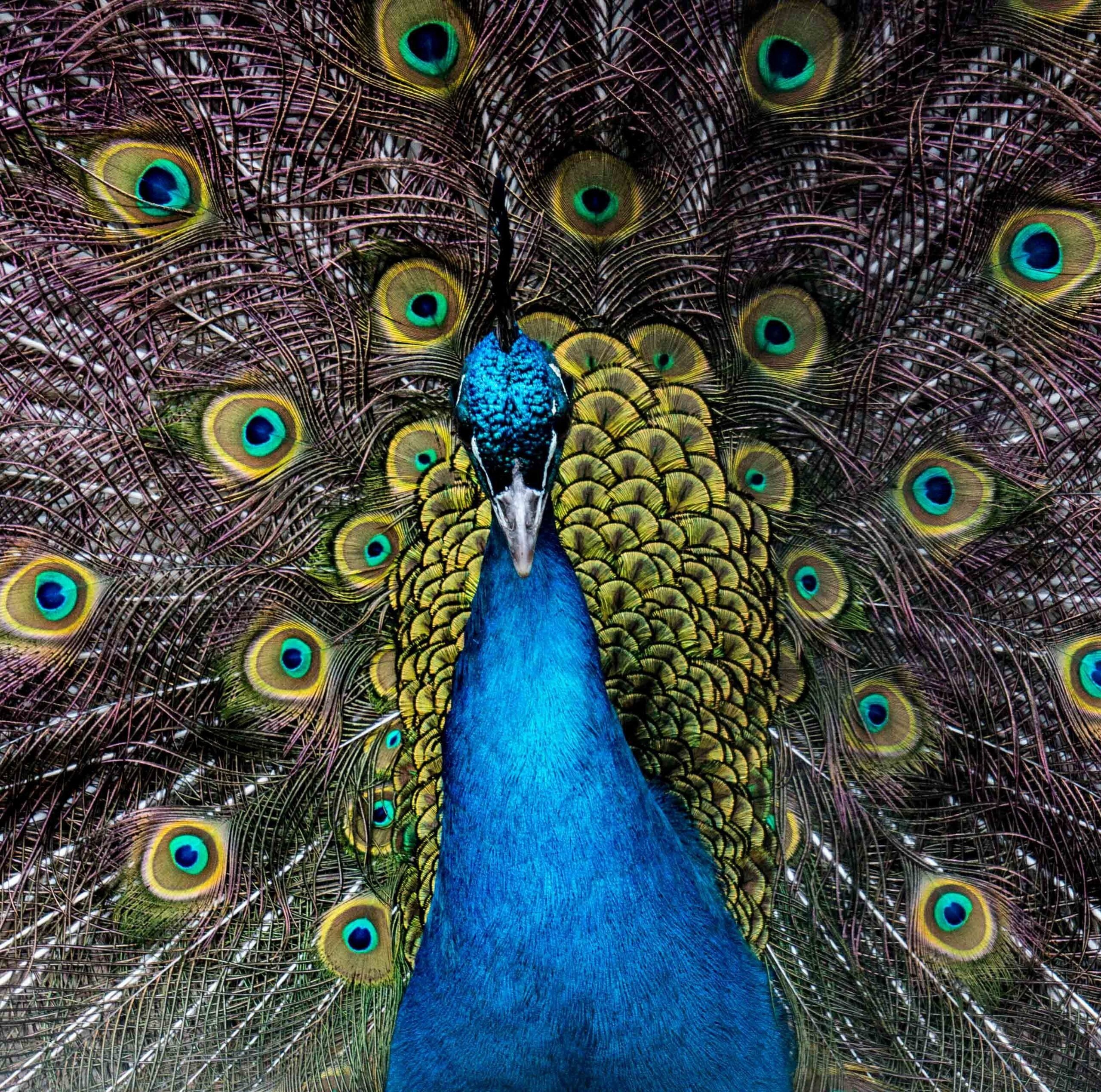 Pukkemuk 23032019 fotomuts 171