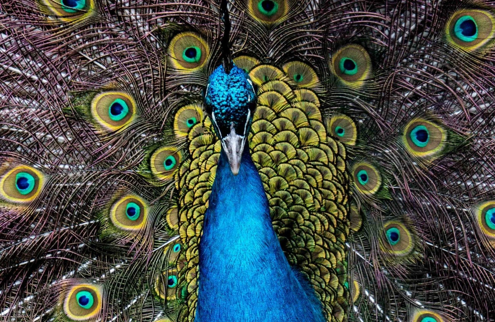 Pukkemuk 23032019 fotomuts 171